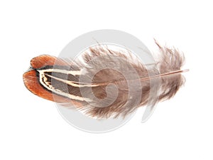 Decorative colorful pheasant bird feather isolated on the white background