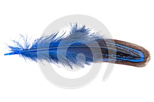 Decorative colorful pheasant bird feather isolated on the white background