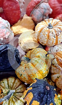 Decorative colorful pumpkins