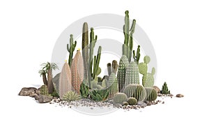 Decorative composition composed of groups of different species of cacti, aloe and succulent plants isolated on white background.