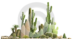 Decorative composition composed of groups of different species of cacti, aloe and succulent plants isolated on white background. F