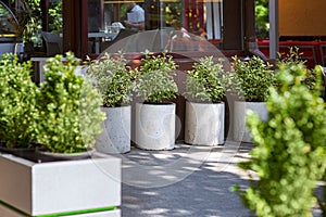 Decorative concrete flower pots with leafy bushes and flowers on a stone tile pavement.