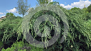 Decorative coniferous bushes in the park. A walk along the wilderness.