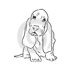 Decorative contour portrait of standing in profile Basset Hound, vector isolated illustration in black color on white