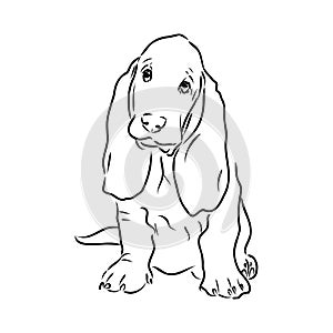 Decorative contour portrait of standing in profile Basset Hound, vector isolated illustration in black color on white