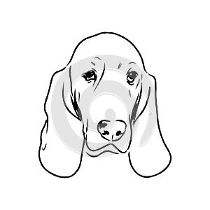 Decorative contour portrait of standing in profile Basset Hound, vector isolated illustration in black color on white