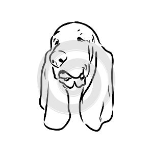 Decorative contour portrait of standing in profile Basset Hound, vector isolated illustration in black color on white