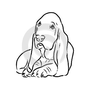 Decorative contour portrait of standing in profile Basset Hound, vector isolated illustration in black color on white