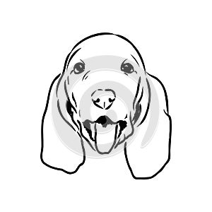 Decorative contour portrait of standing in profile Basset Hound, vector isolated illustration in black color on white