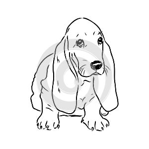 Decorative contour portrait of standing in profile Basset Hound, vector isolated illustration in black color on white