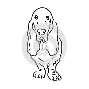 Decorative contour portrait of standing in profile Basset Hound, vector isolated illustration in black color on white