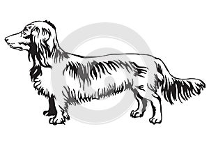 Decorative standing portrait of dog Long-haired Dachshund vector photo