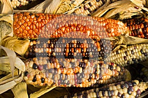 Decorative corn on display at the farmers market