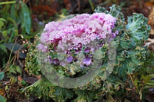 Decorative curly cabbage in late autumn