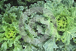 Decorative curly kale