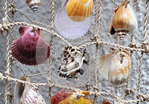 Decorative curtain made of sea shells