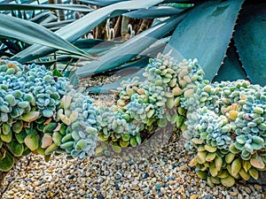 Decorative curved chain of small succulents in pebble soil with large green cacti in the background