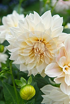 Decorative Dahlia blossom close-up creamy-beige color.