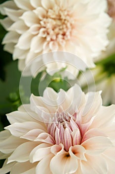 Decorative Dahlia blossoms named Cafe au lait