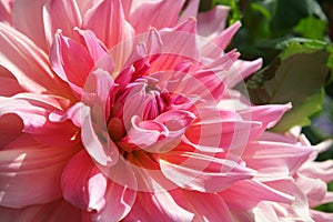 Decorative Dahlia Otto's Thrill