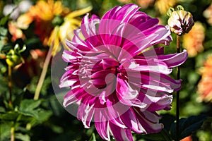 Decorative dahlia Radegast with white-purple striped petals on a sunny morning from the side close up. MAcro.2021. Blur. On the