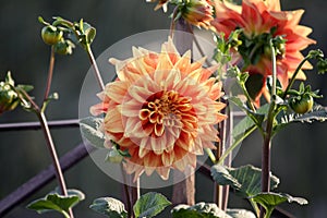 \'Decorative dahlia\' cultivar in reddish-orange colour. photo