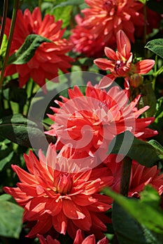 Decorative Dahlias in orange-red color Foliage, sunlight