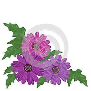 Decorative daisy flowers in corner composition, border, vector illustration