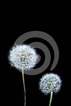 Two Decorative dandelion