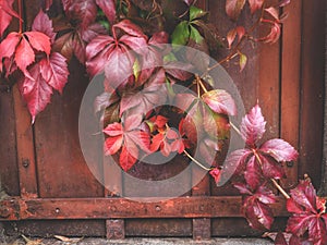 Decorative dark red vine creeping up on fence