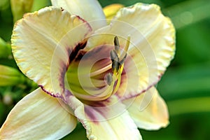 Decorative daylily. Cultivated flower.