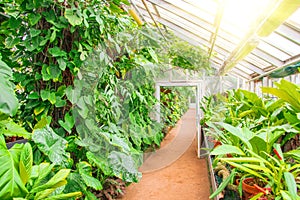 Decorative deciduous tropical plants in a greenhouse garden trail in the passage