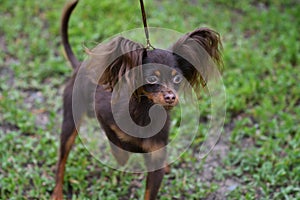 Dekoratívne pes plemeno rus hračka 