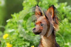 Decorative dog Russian Toy Terrier