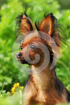 Decorative dog Russian Toy Terrier