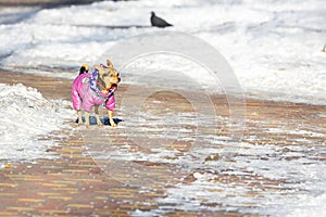 A decorative dog in a snowsuit on a paved sidewalk on a winter sunny day