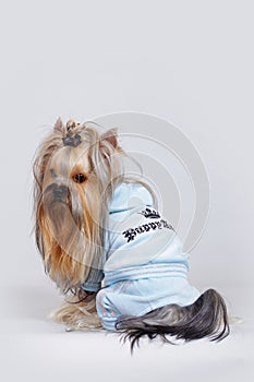 Decorative dog Yorkshire Terrier