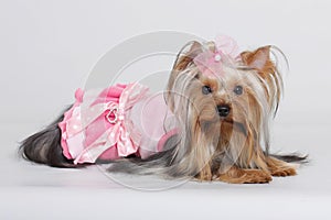 Decorative dog Yorkshire Terrier