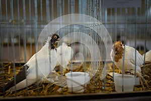 Decorative pigeons in a cage, bird breeding. Trade show exhibition. Farming business, agriculture