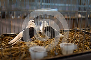 Decorative domestic pigeons in a cage, bird breeding. Trade show exhibition. Farming business, agriculture