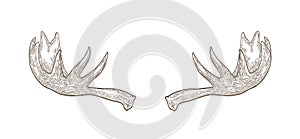 Decorative drawing of elk or moose palmate antlers. Trophy or haul hand drawn with contour lines on white background