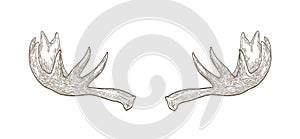 Decorative drawing of elk or moose palmate antlers. Trophy or haul hand drawn with contour lines on white background photo