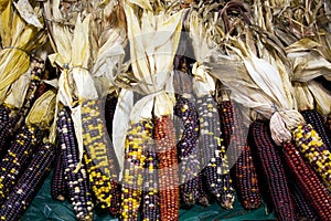 Decorative dried corn