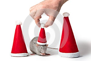 Decorative dumbo rat between santa hats on a white background isolated. Male hand puts Santa Claus cap on rat. Year of the rat.