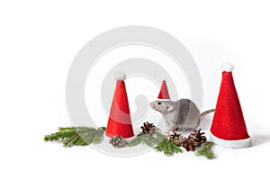 Decorative dumbo rat between santa hats on a white background isolated. Year of the rat. Charming pet