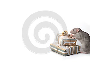 Decorative dumbo rat on a white isolated background. Nearby are gifts. Year of the rat. Charming pet
