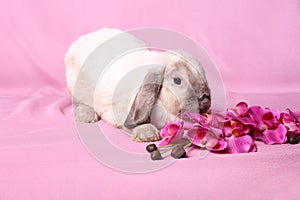 Decorative dwarfish rabbit