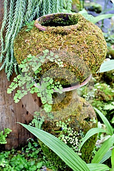 Decorative earthen jar with green moss patterns in garden.