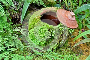 Decorative earthen jar with green moss patterns in garden.