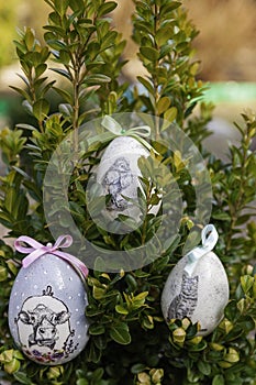 Decorative Easter eggs placed in boxwood branches